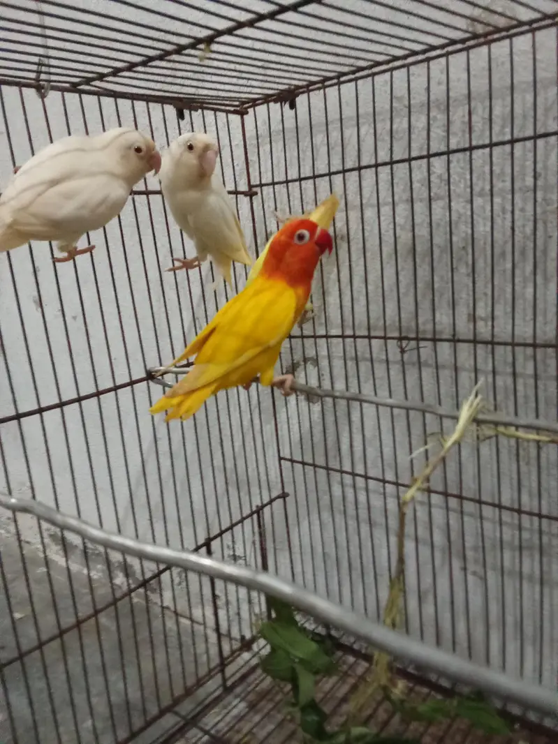 lovebird — photo 2