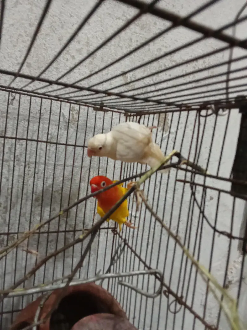 lovebird — photo 3