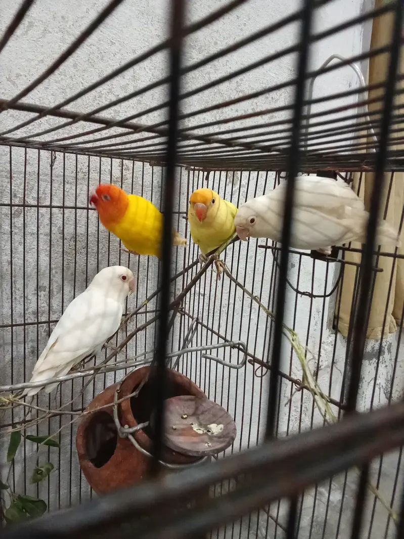lovebird — photo 4