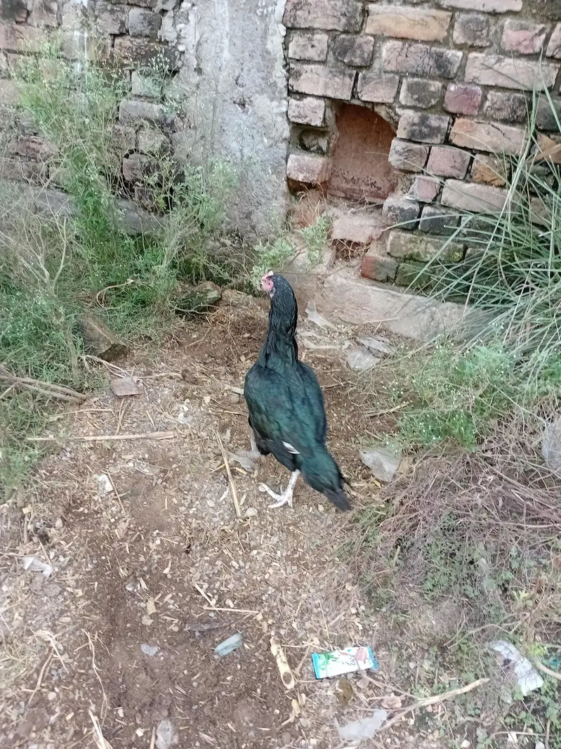lasani 03115061200 — photo 2