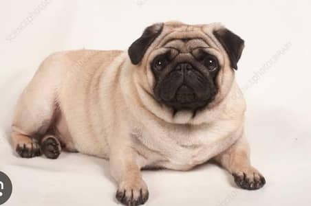 Exchange/sale show quality Pug Male