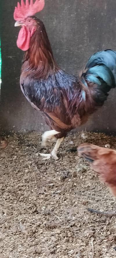 rir yang breedar male foresale dhi kg wate ha