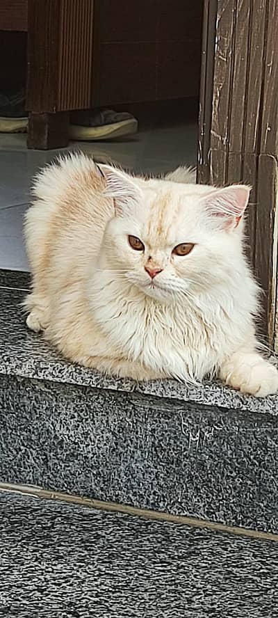 Persion mother mixed kitten