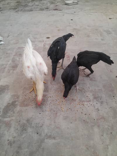 pure aseel heera murga / aseel mushki murgi / Thai aseel pair