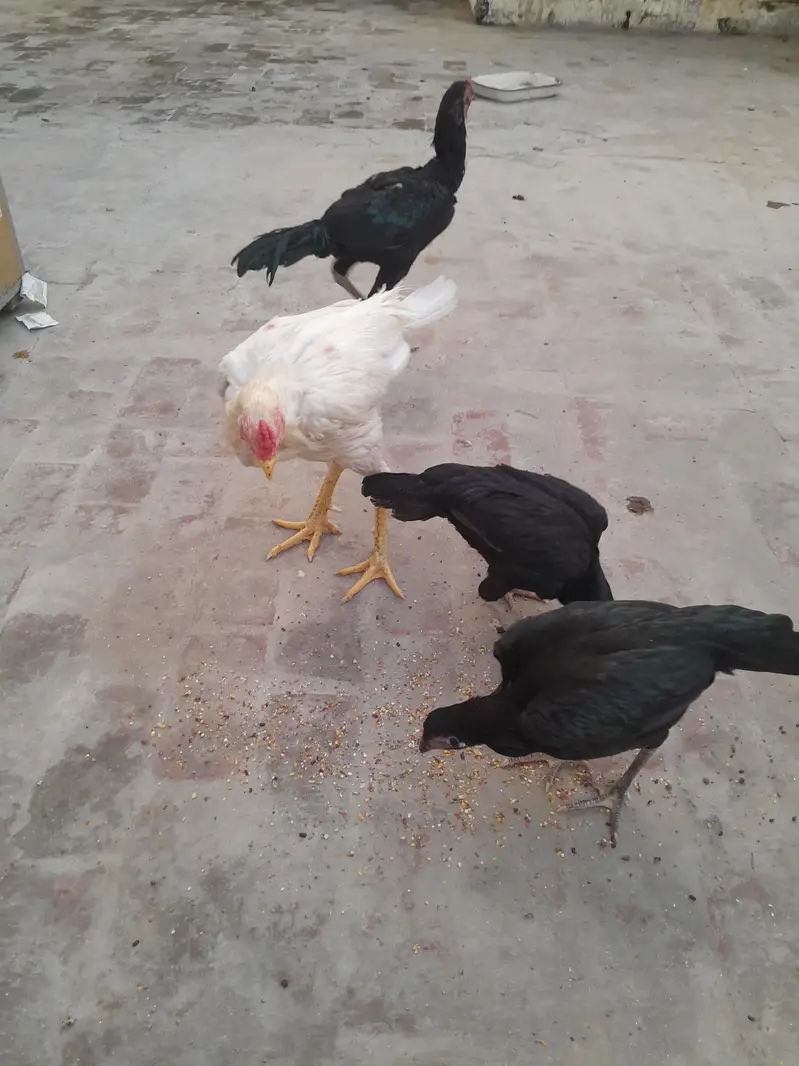 pure aseel heera murga / aseel mushki murgi / Thai aseel pair — photo 4