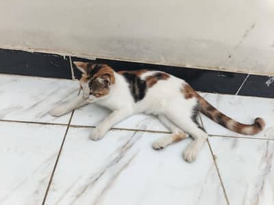 male female cat kitten well trained