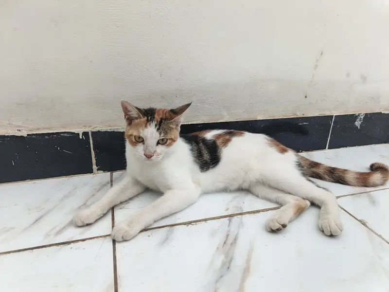 male female cat kitten well trained — photo 2
