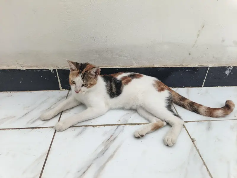 male female cat kitten well trained — photo 3