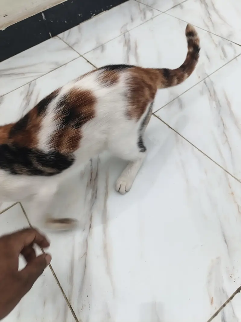 male female cat kitten well trained — photo 5