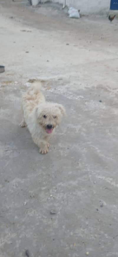 roosi facey puppy for sale