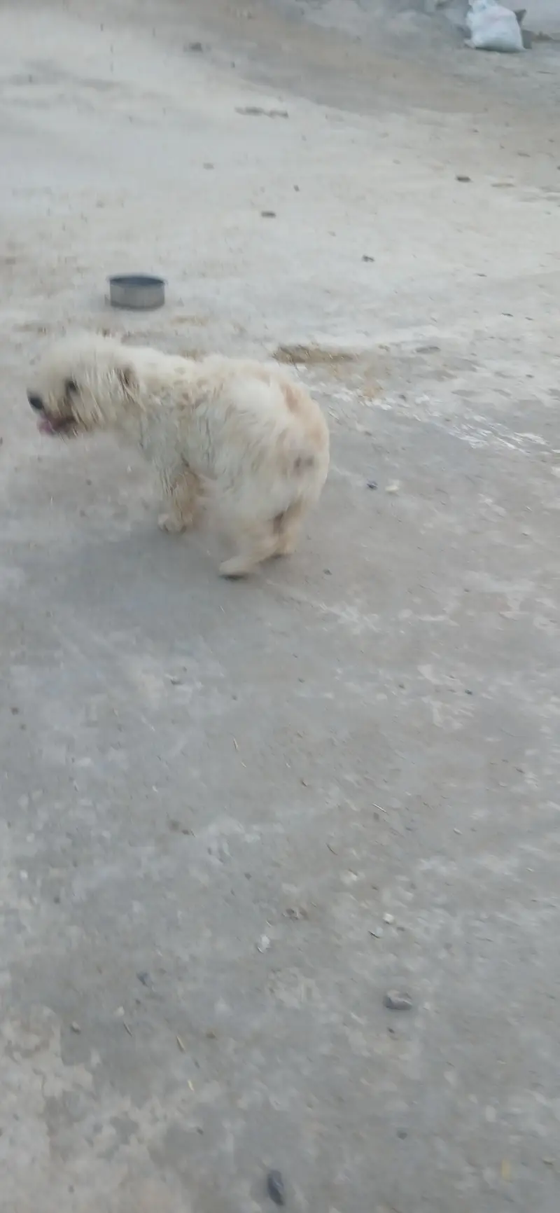 roosi facey puppy for sale — photo 2