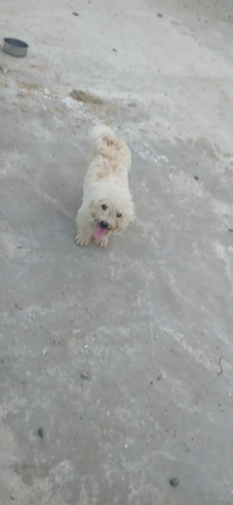 roosi facey puppy for sale — photo 3
