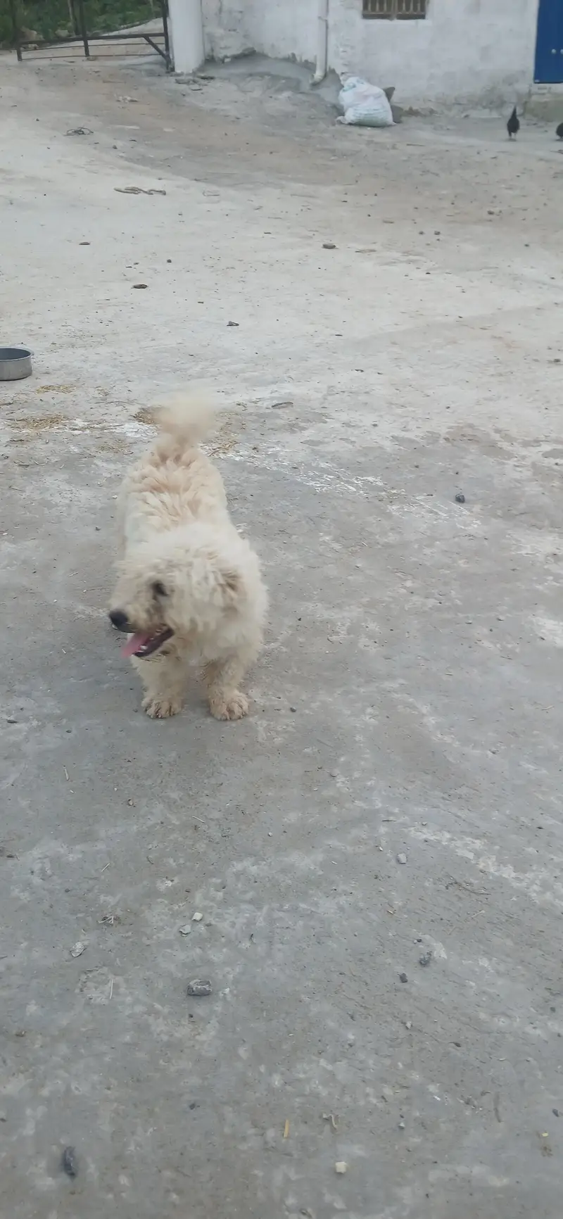 roosi facey puppy for sale — photo 4