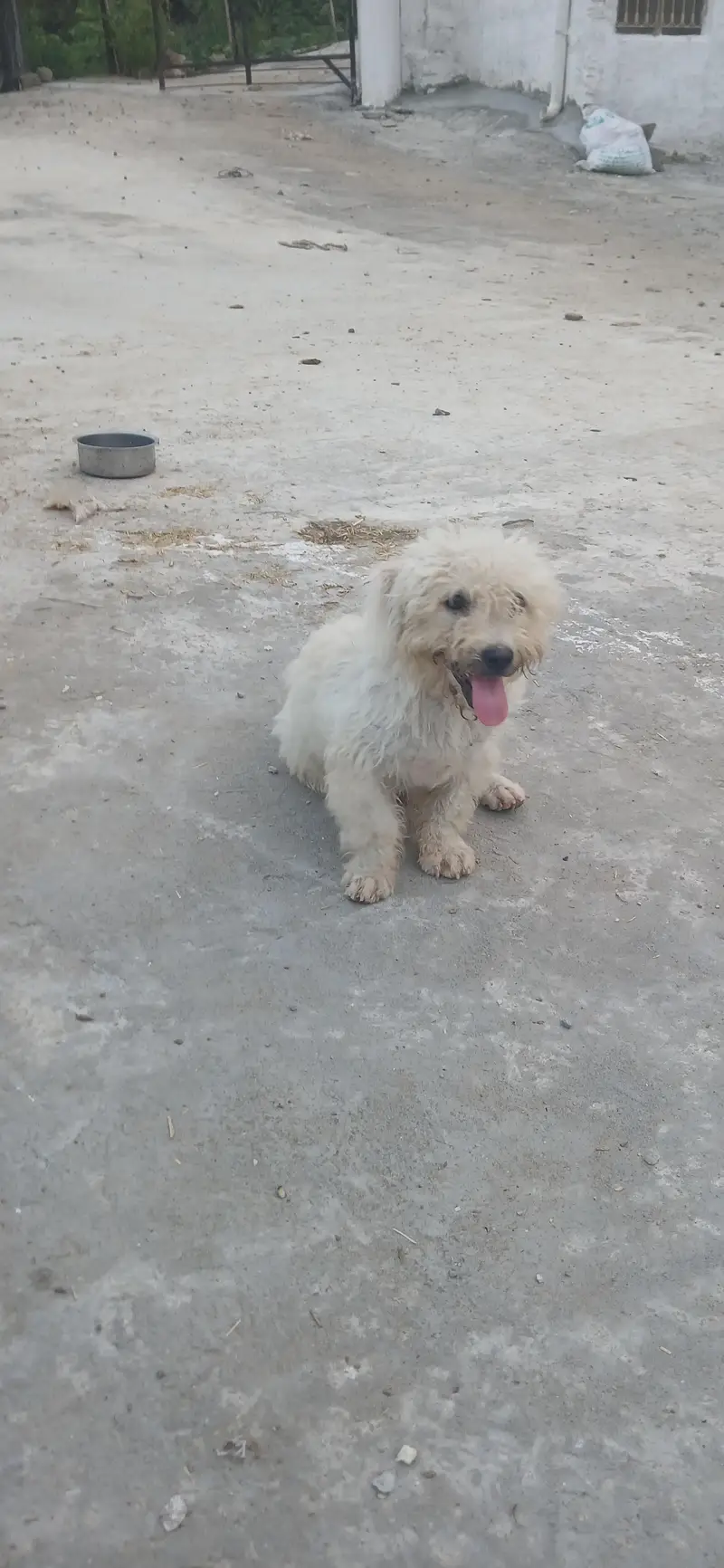 roosi facey puppy for sale — photo 5