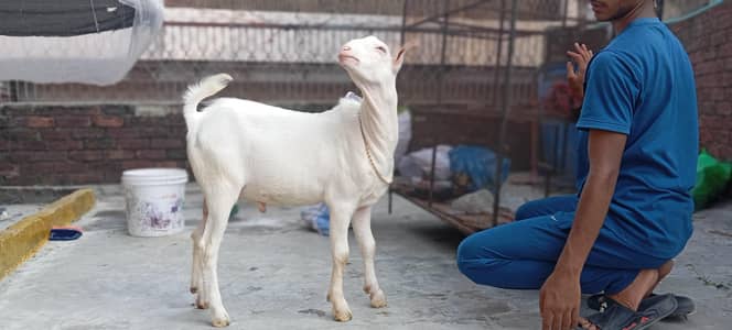 tedda white heera kheera male