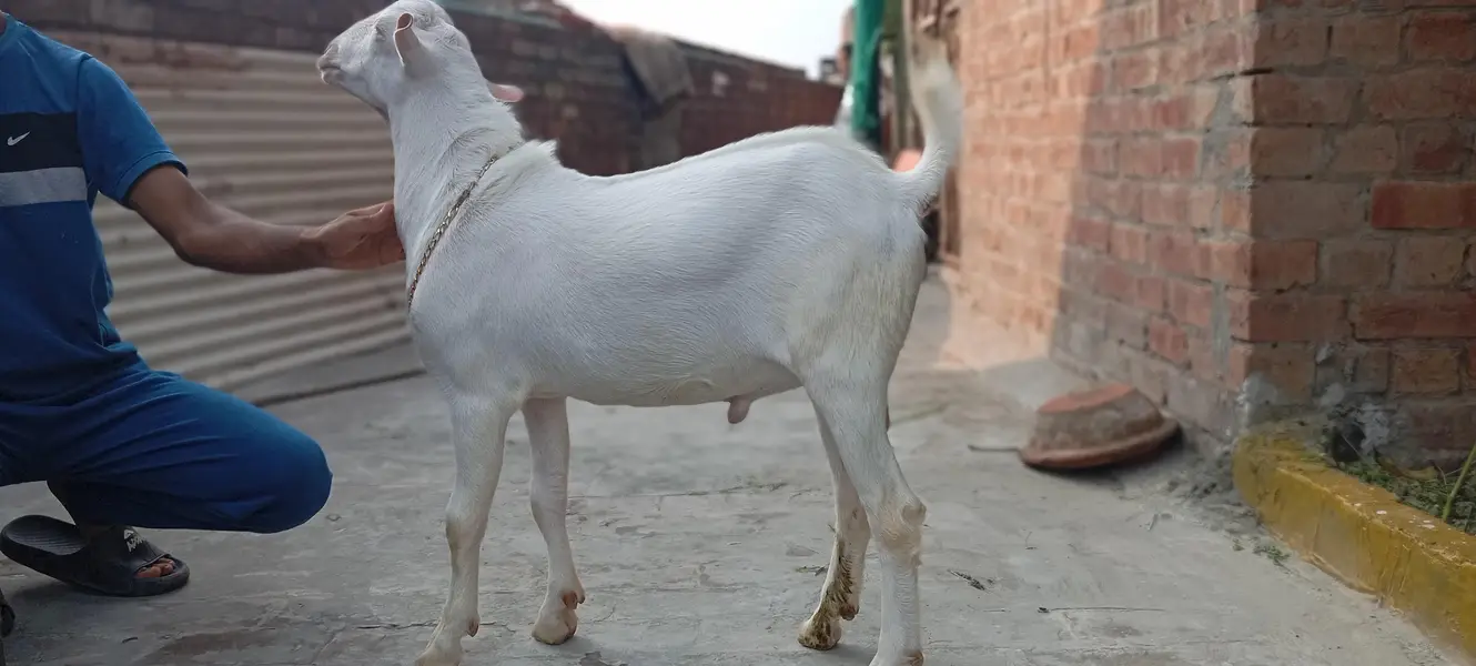 tedda white heera kheera male — photo 2