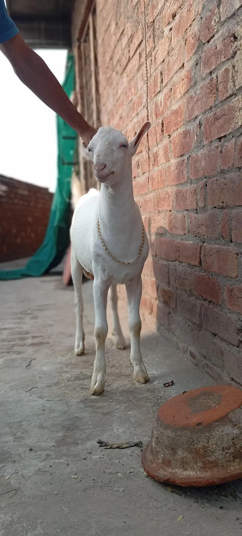 tedda white heera kheera male — photo 3
