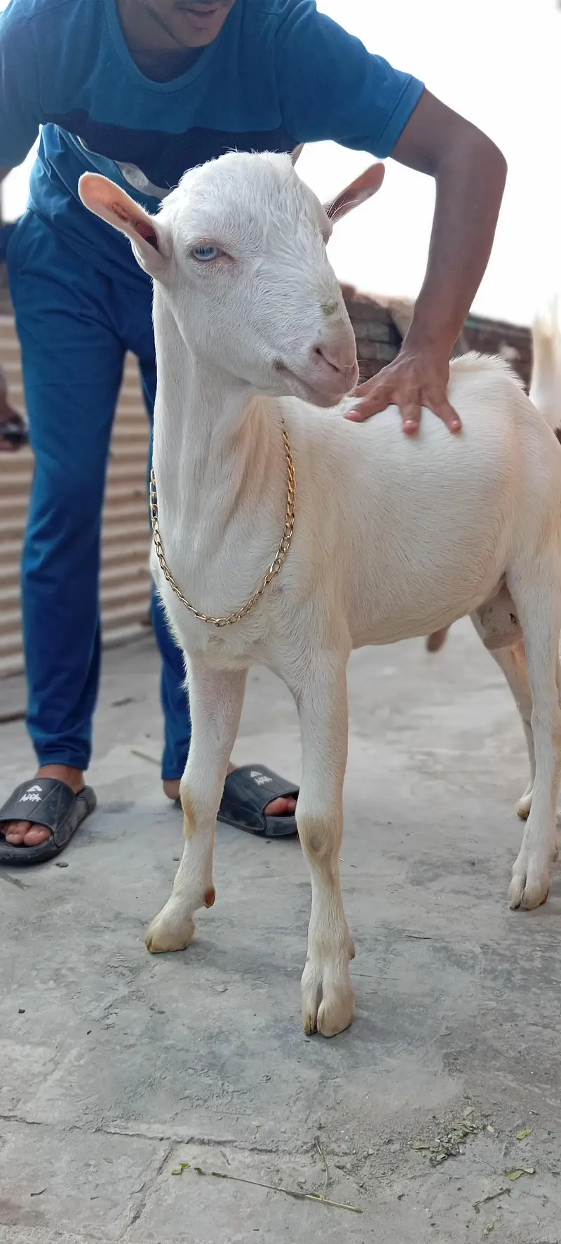 tedda white heera kheera male — photo 4