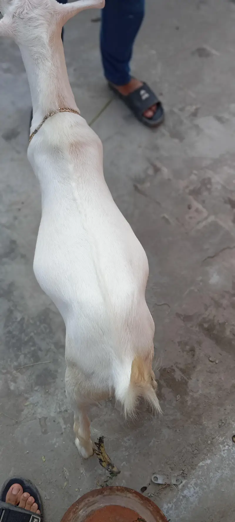 tedda white heera kheera male — photo 5