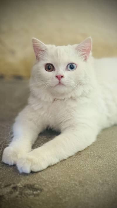 Persian cat long coat