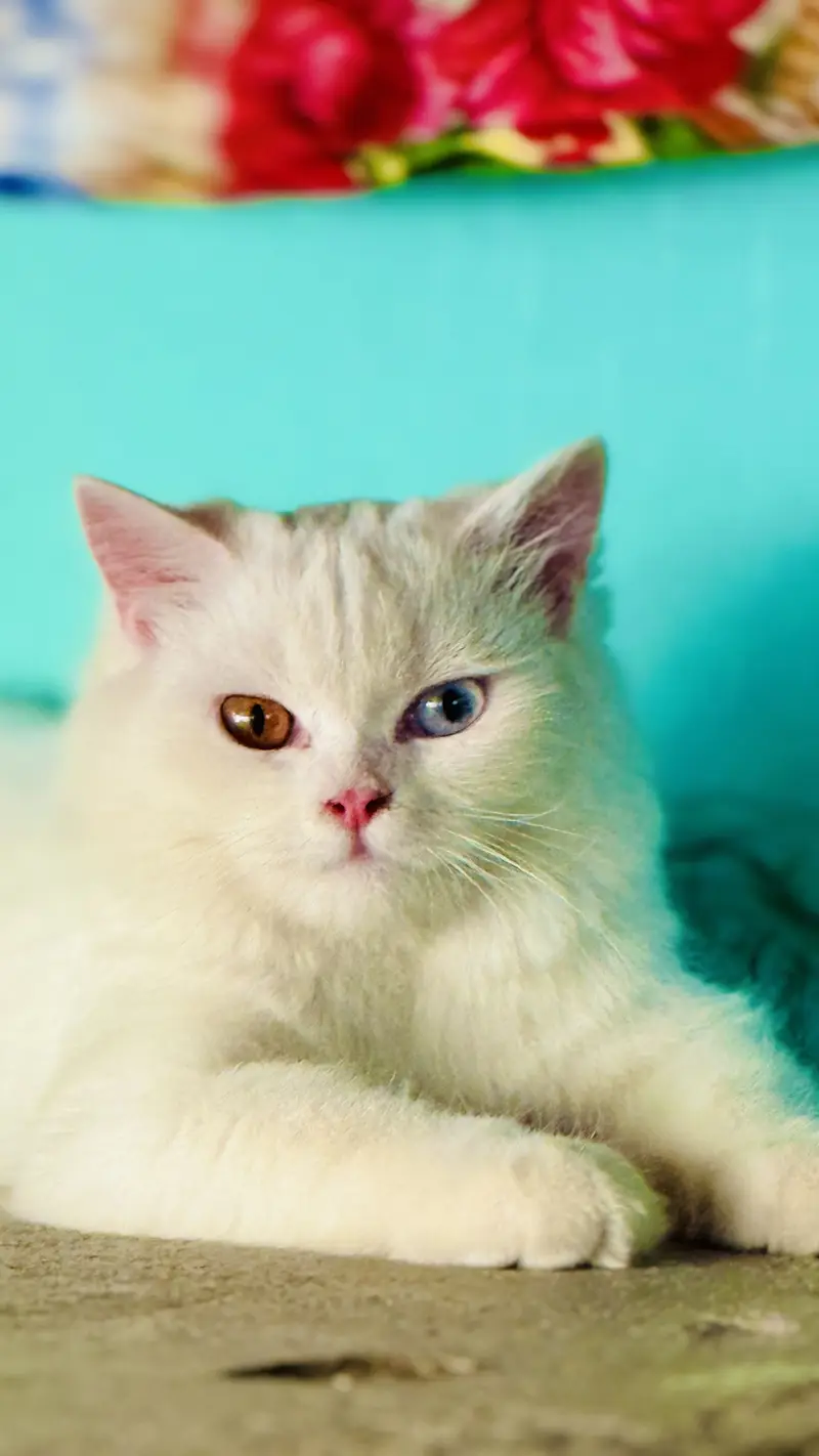Persian cat long coat — photo 2