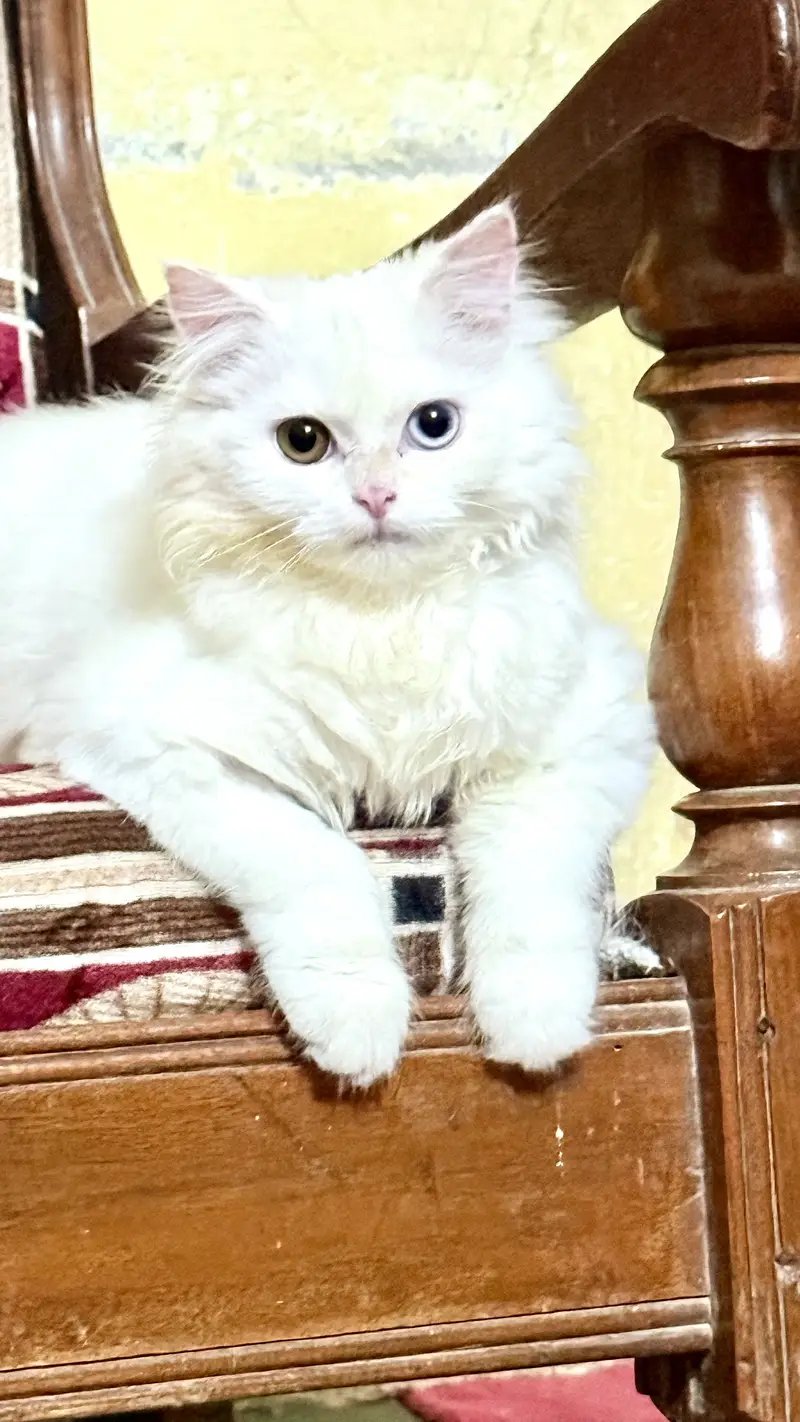 Persian cat long coat — photo 3