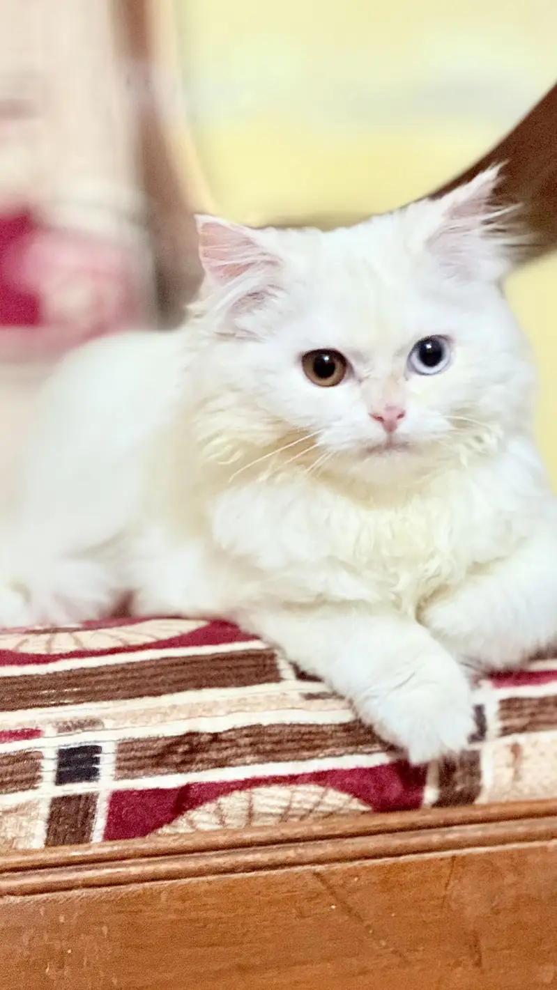 Persian cat long coat — photo 4