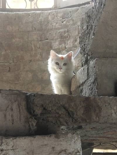 good cat and family ke liye family cat jisko chahiye rafta karo