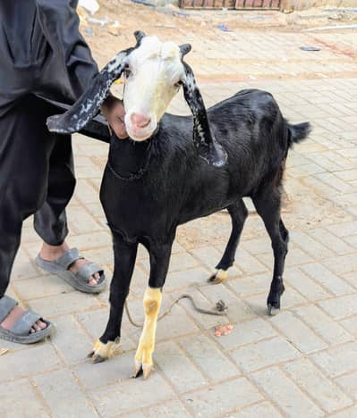 chambi female vaccinated