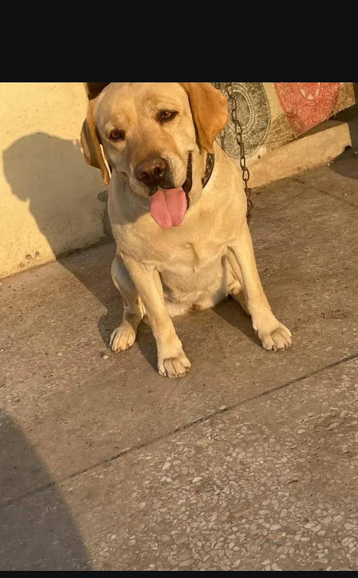 American Labrador 0