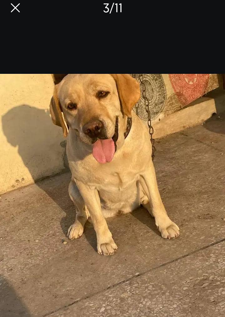 American Labrador 2