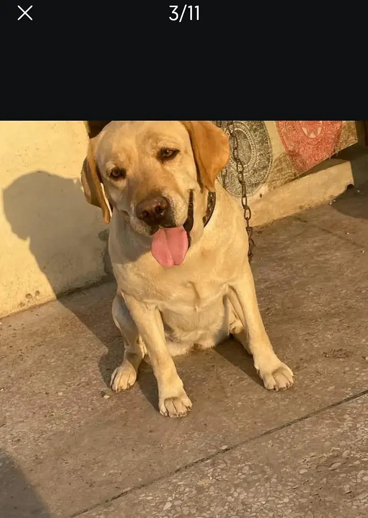 American Labrador — photo 3