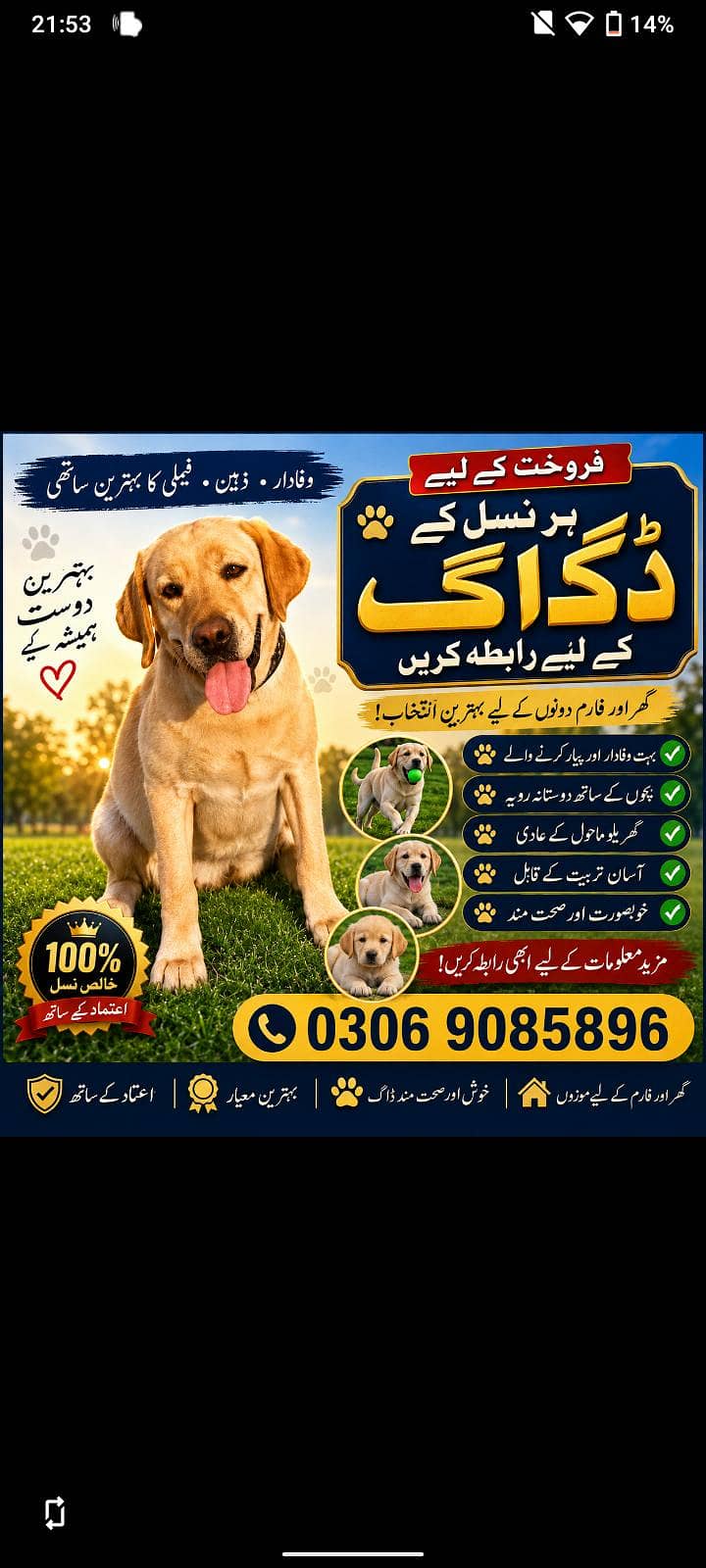 American Labrador 3