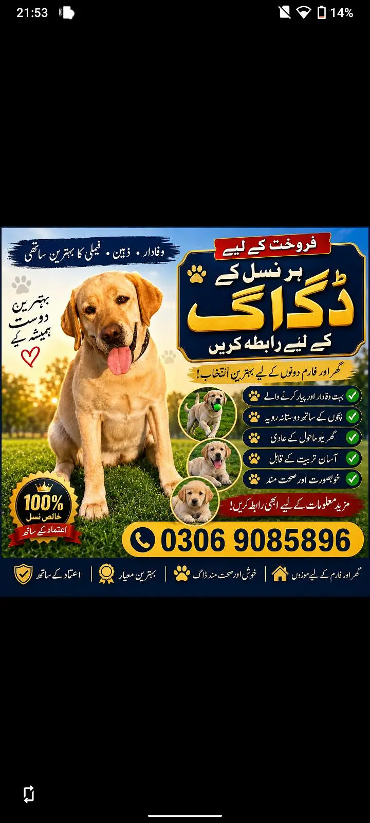 American Labrador — photo 4