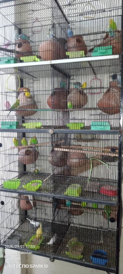 Australian birds for sale 03104119983