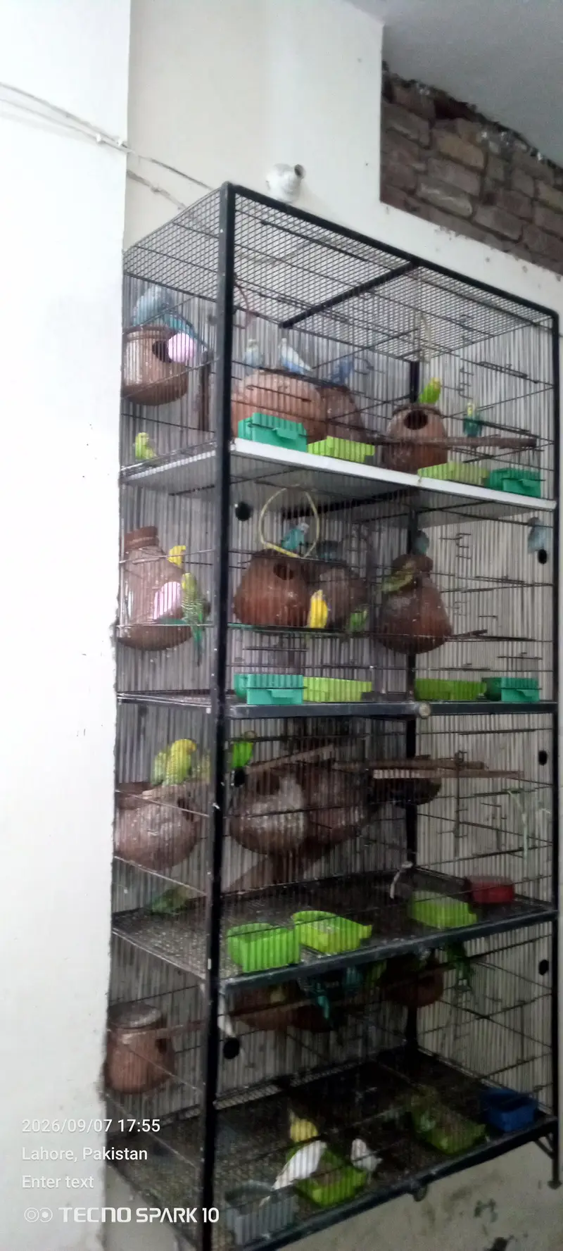 Australian birds for sale 03104119983 — photo 2