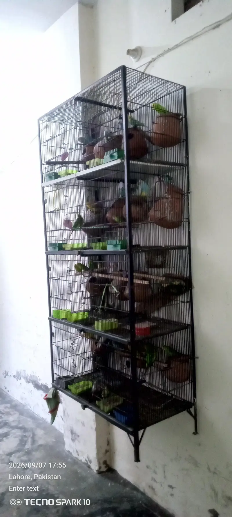 Australian birds for sale 03104119983 — photo 3