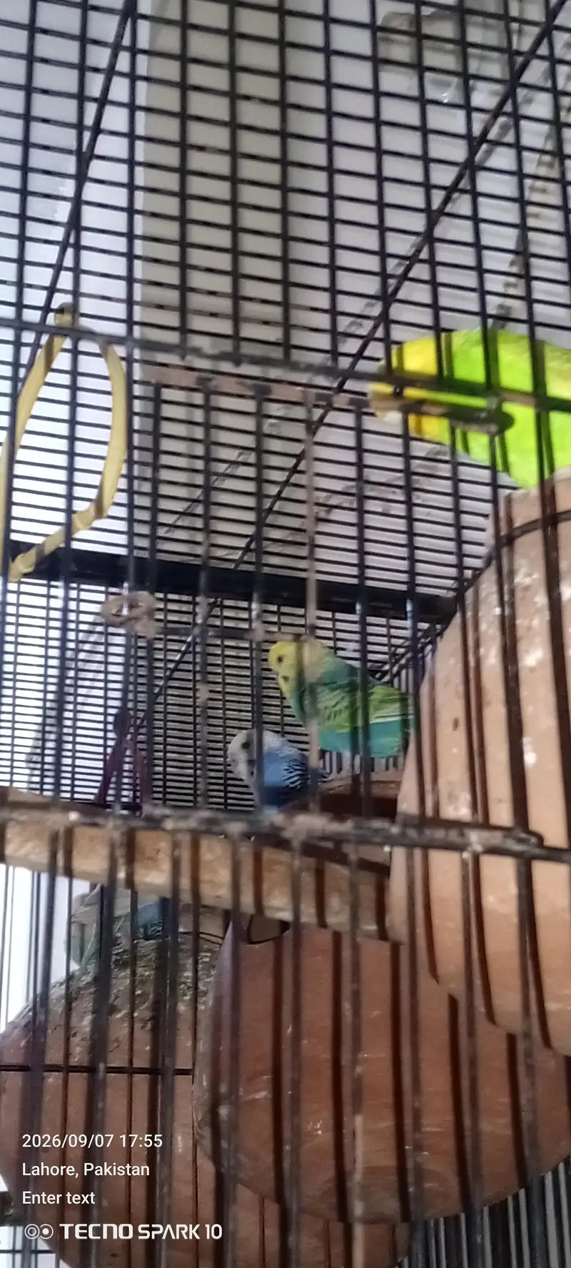 Australian birds for sale 03104119983 — photo 4