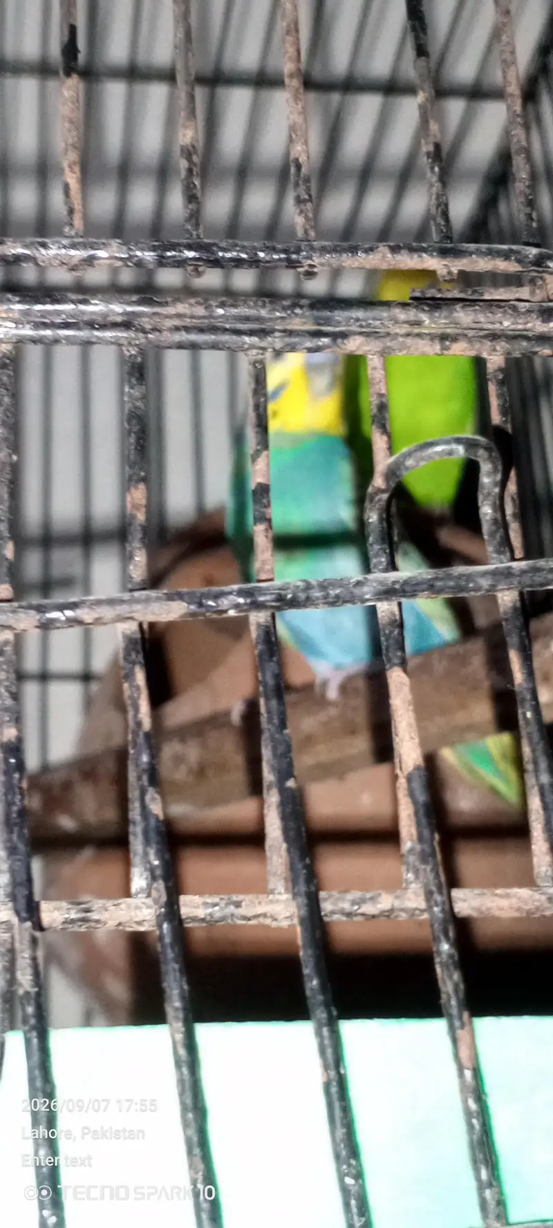 Australian birds for sale 03104119983 — photo 5