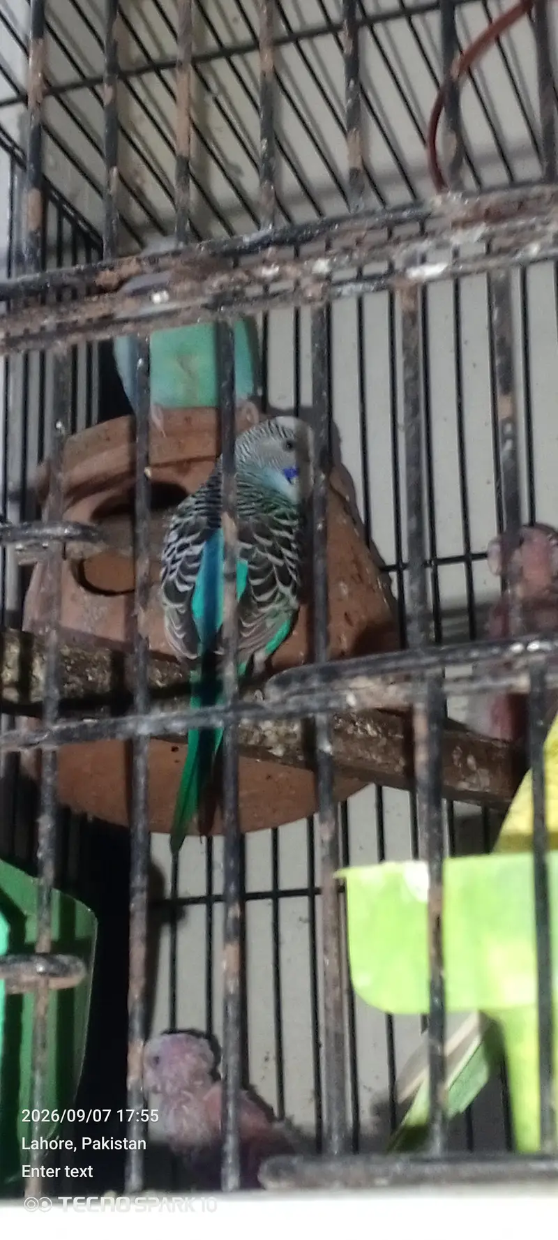 Australian birds for sale 03104119983 — photo 6