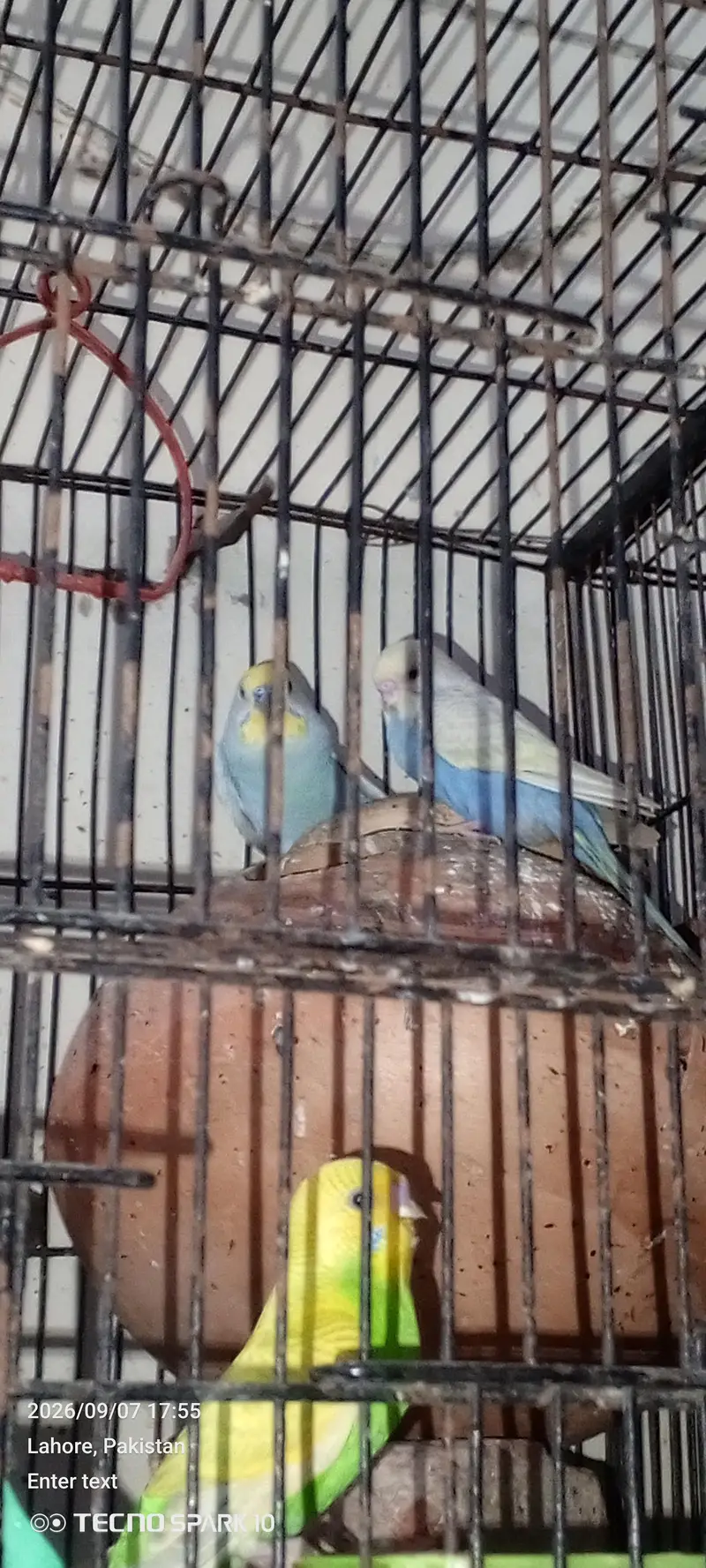 Australian birds for sale 03104119983 — photo 7