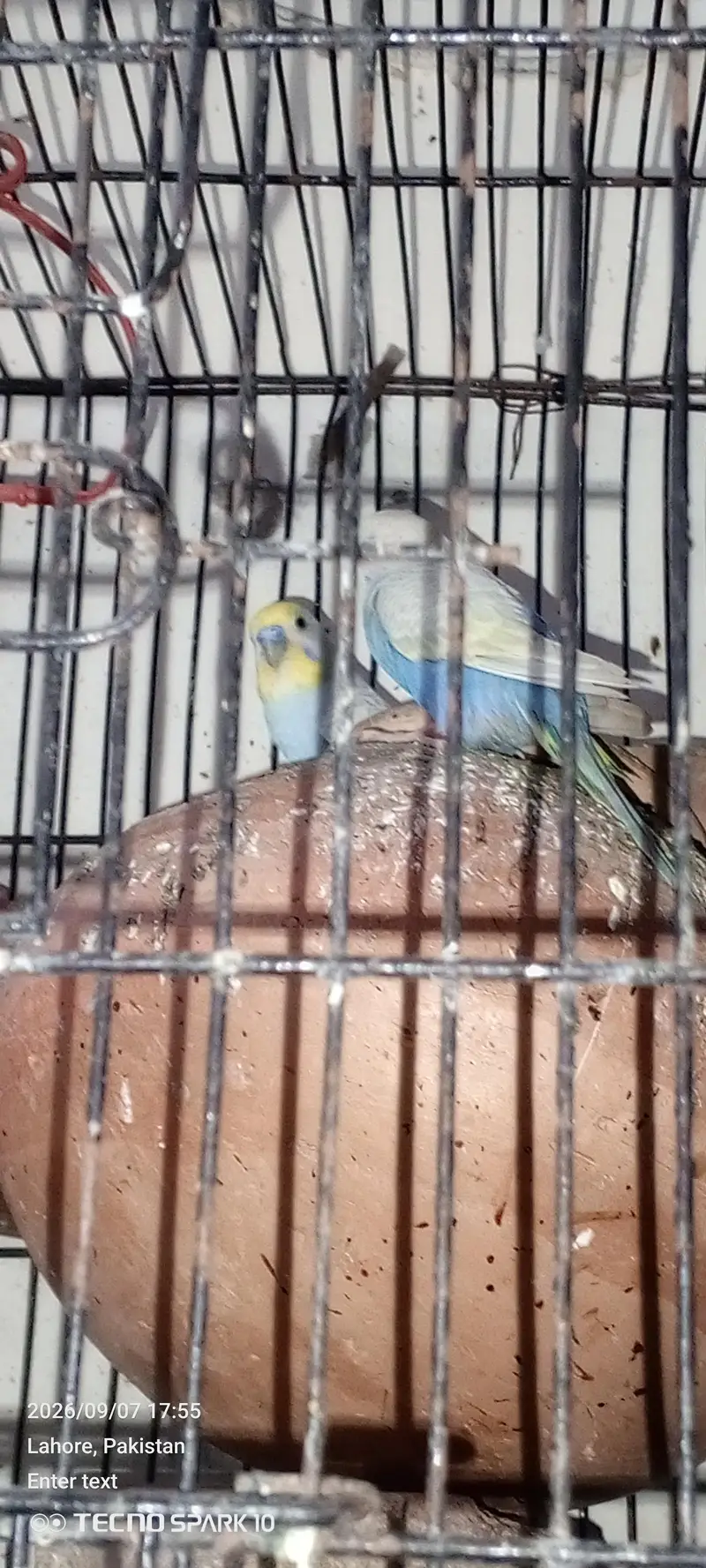 Australian birds for sale 03104119983 — photo 8