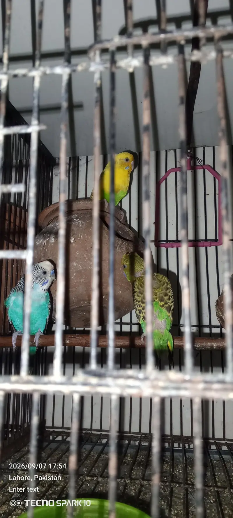 Australian birds for sale 03104119983 — photo 9