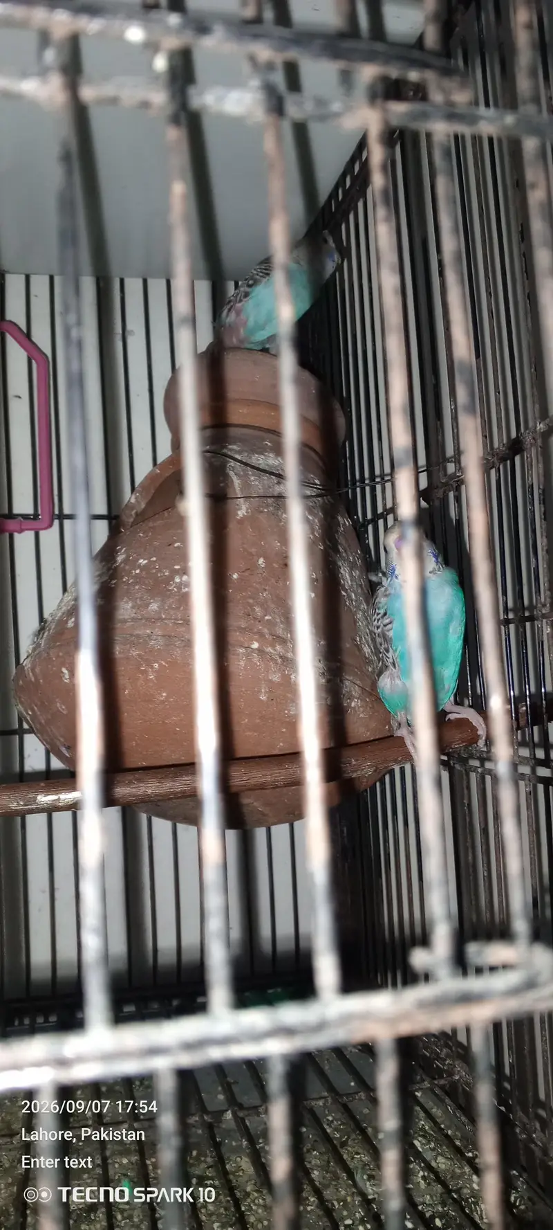 Australian birds for sale 03104119983 — photo 10