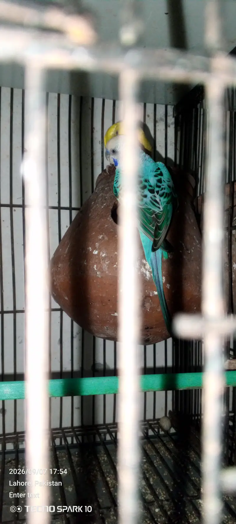 Australian birds for sale 03104119983 — photo 11