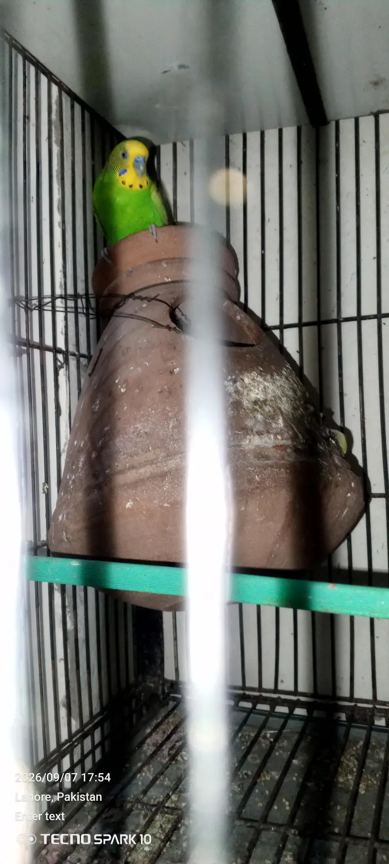 Australian birds for sale 03104119983 — photo 12