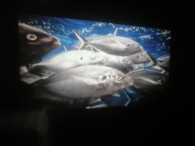 projector 4