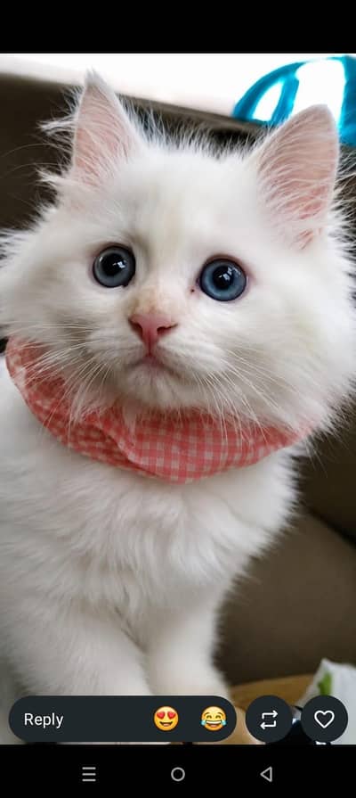 Sharoand Jaski blue yes kittens availablecontact on watsap03294944175