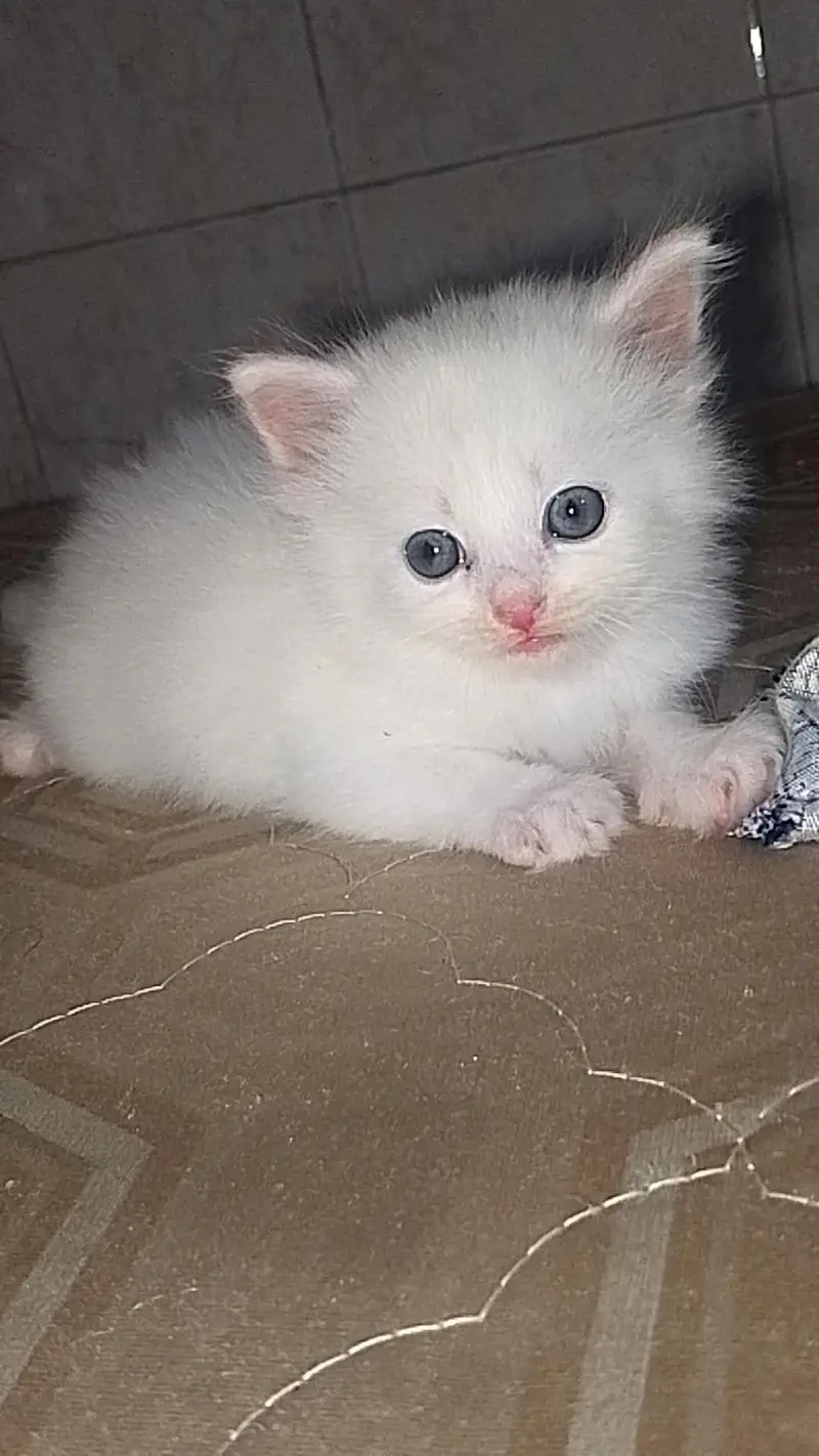 Sharoand Jaski blue yes kittens availablecontact on watsap03294944175 — photo 2