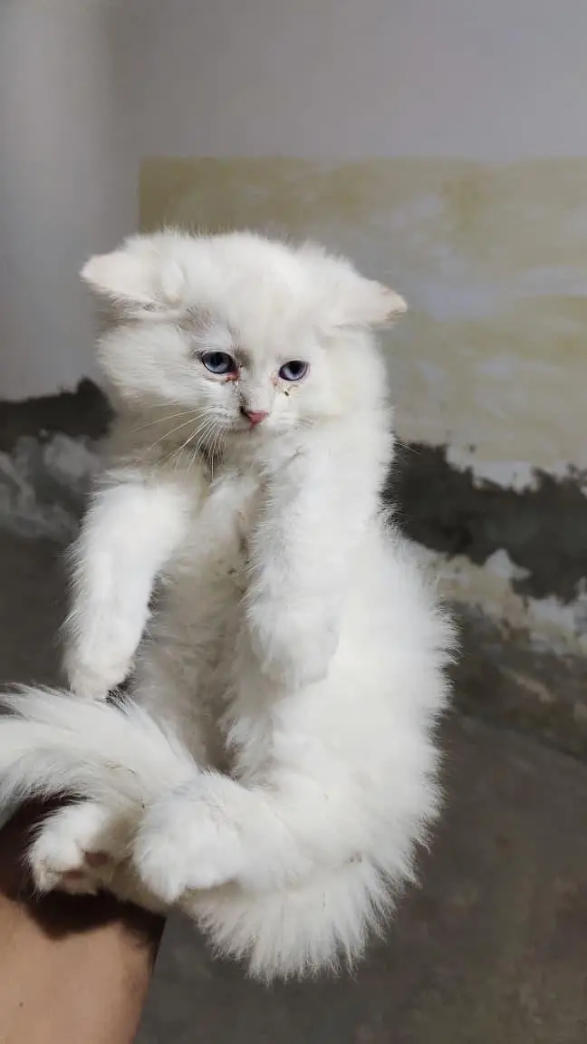 Sharoand Jaski blue yes kittens availablecontact on watsap03294944175 — photo 3